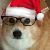 Nintendoge
