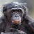Bonobo