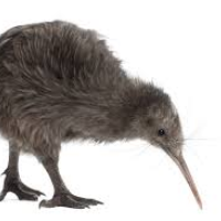 Reubenthekiwi