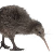Reubenthekiwi