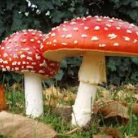 MushroomMonkeyMutation