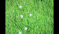 play AntsandSpiders