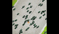 play DiligenceBadge2