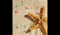 play little-crab