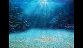 play Big fish eat small fish
