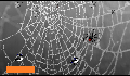play SPIDER GAME