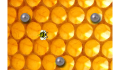 play Learn about Bees!