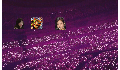 play lm0115