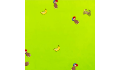 play Crabgame nivelJUNGLS