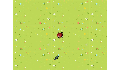 play ladybug